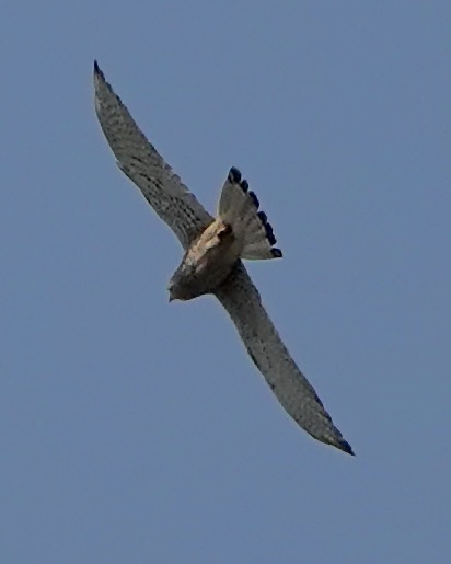 lesser kestrel